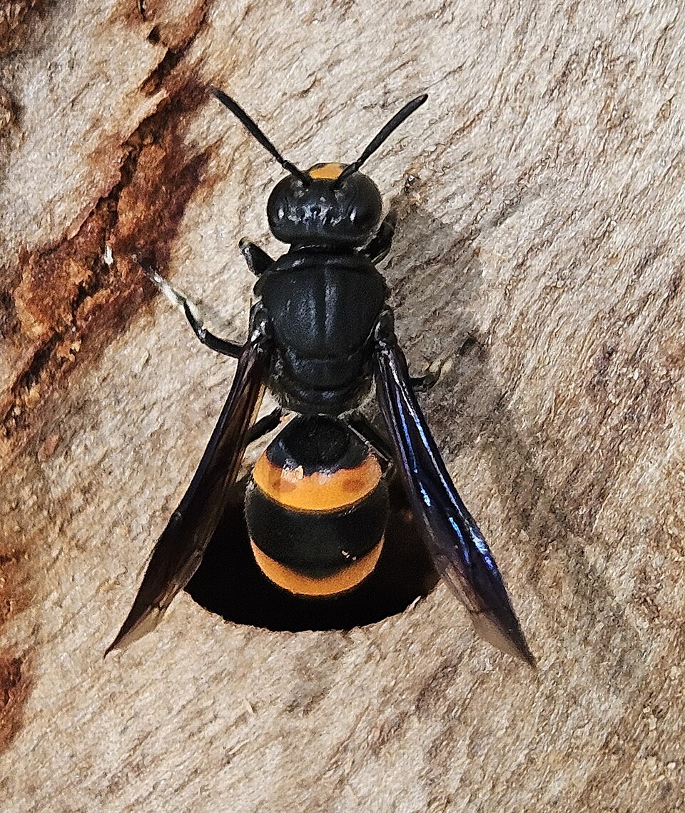Photo of Common wasp-mimic bee