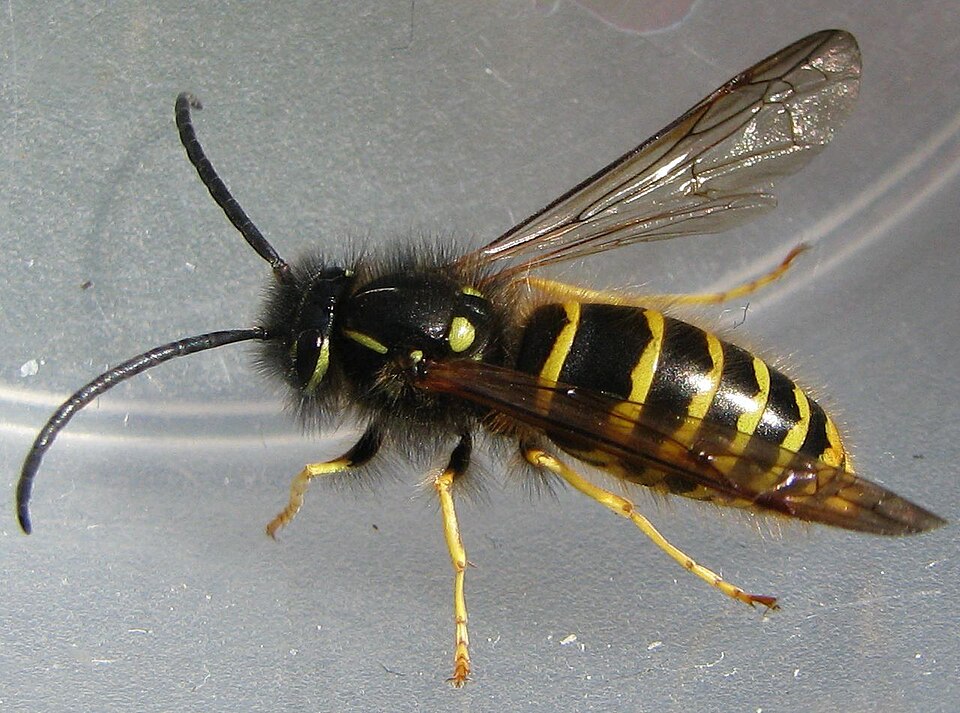 Photo of Common wasp