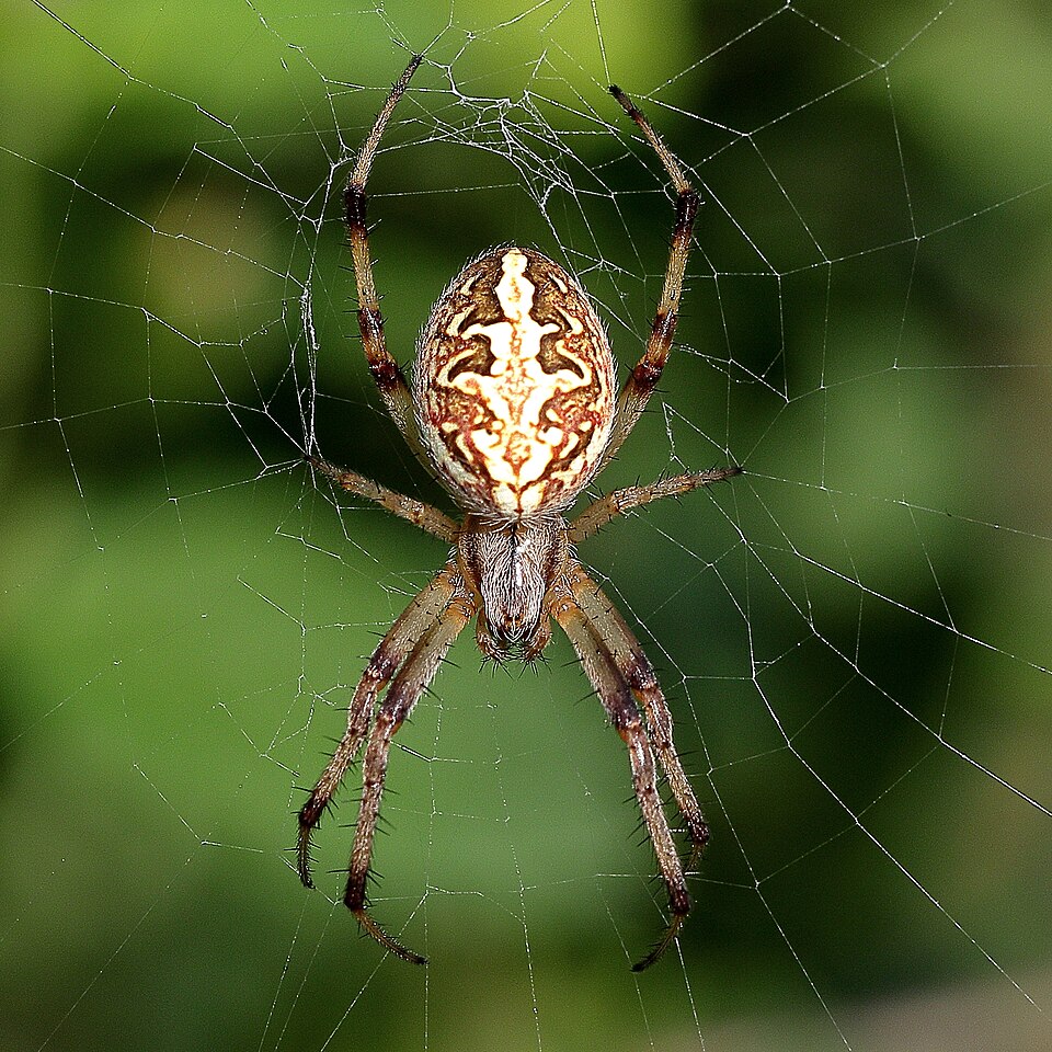 Photo of Common web-spider