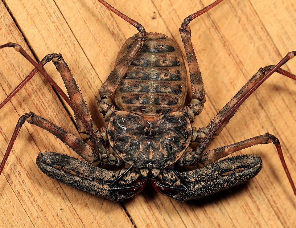 Photo of Common whipspider