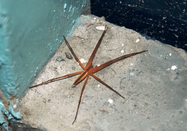 Photo of Common white-flanked water spider