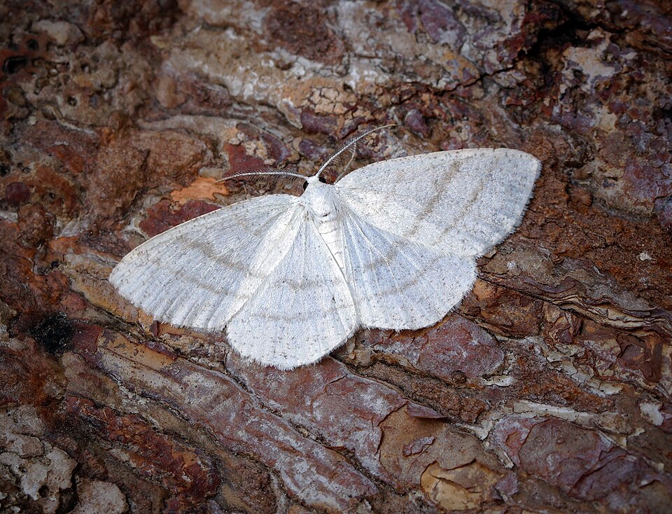 Photo of Common white wave