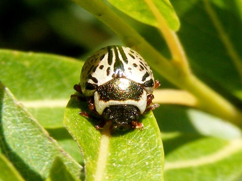 Photo of Common willow calligrapher beetle