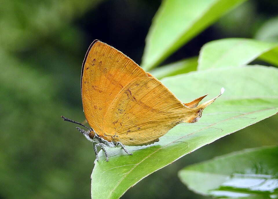 Photo of Common yamfly
