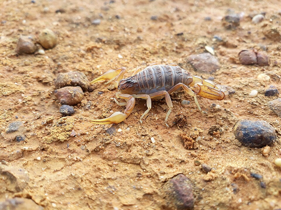 Photo of Common yellow scorpion