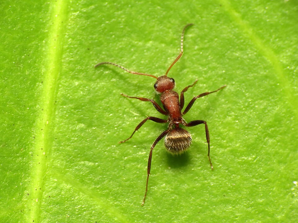 Photo of Compact carpenter ant