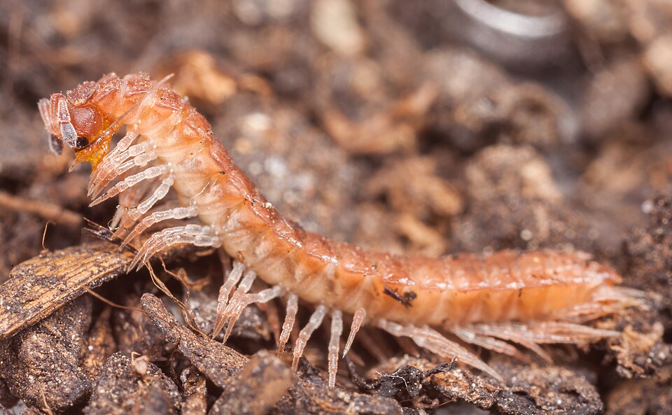Photo of Compact flat-backed millipede