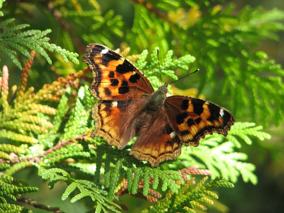 Photo of Compton tortoiseshell