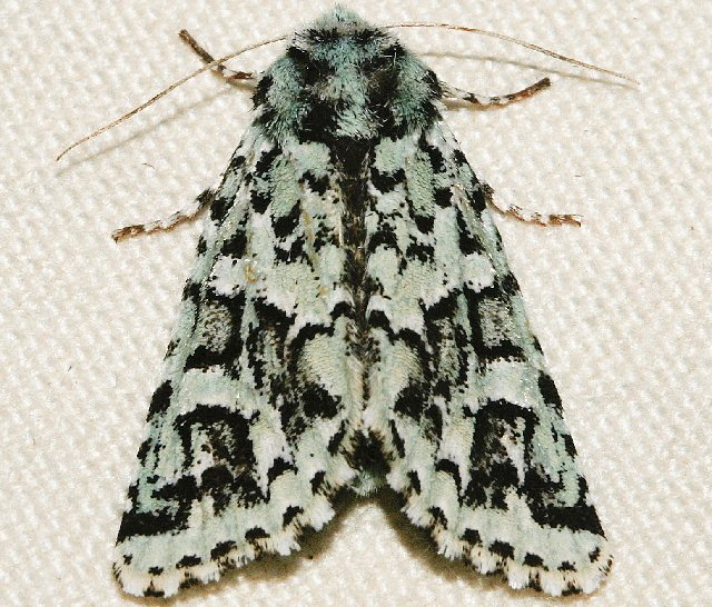 Photo of Comstock's sallow