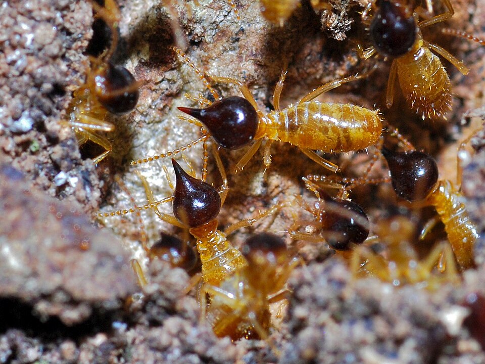 Photo of Conehead termite