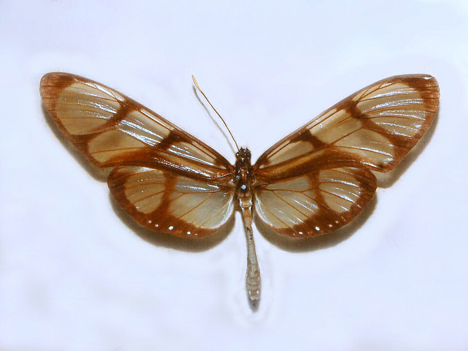Photo of Confusa tigerwing