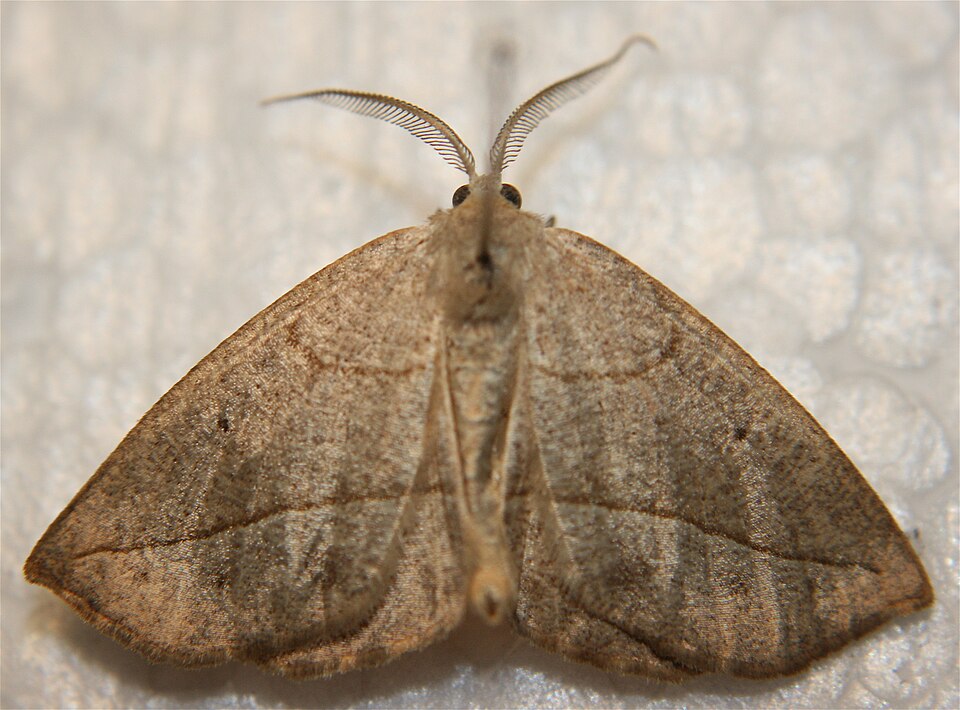 Photo of Confused eusarca moth