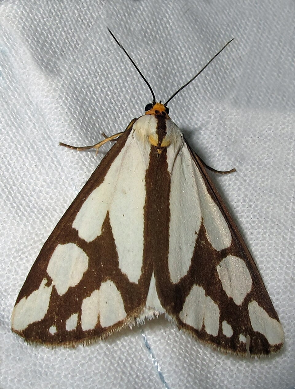 Photo of Confused haploa moth
