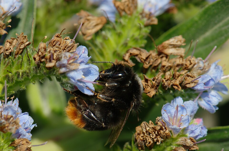 Photo of Confusing bumble bee