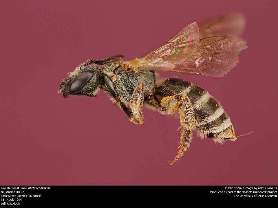 Photo of Confusing furrow bee