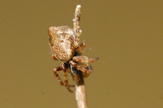 Photo of Conical trashline orbweaver