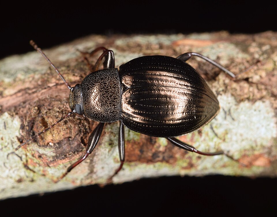 Photo of Contracted darkling beetle