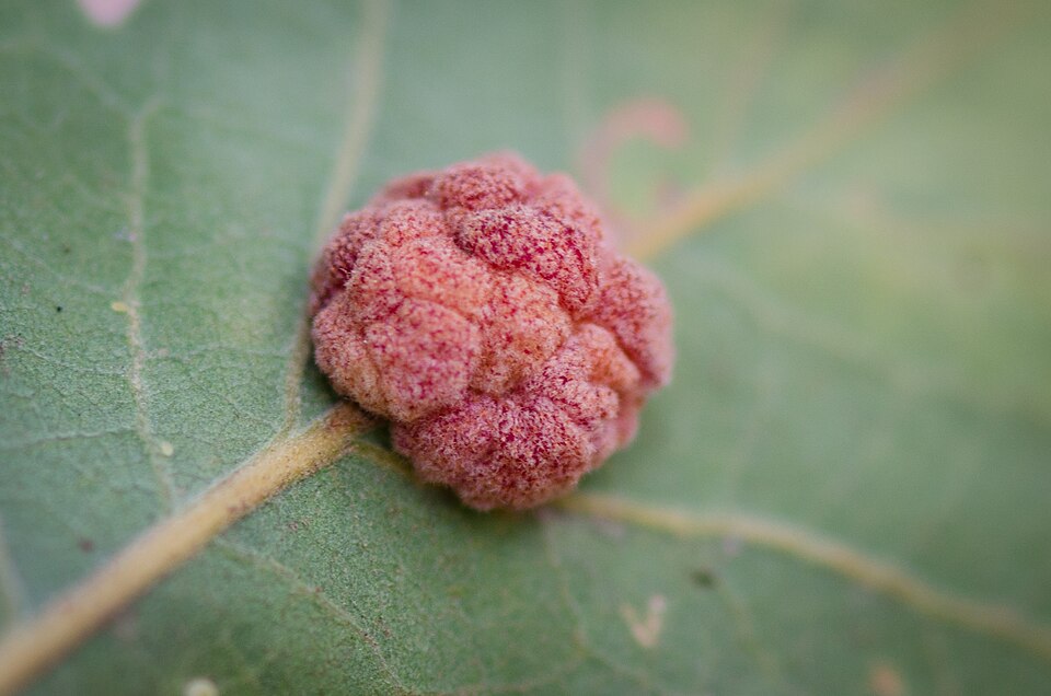 Photo of Convoluted gall wasp