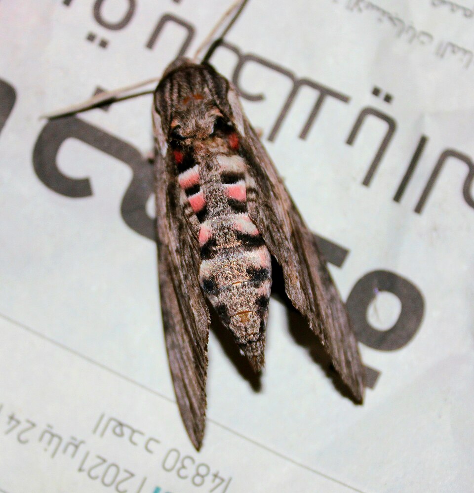 Photo of Convolvulus hawk-moth
