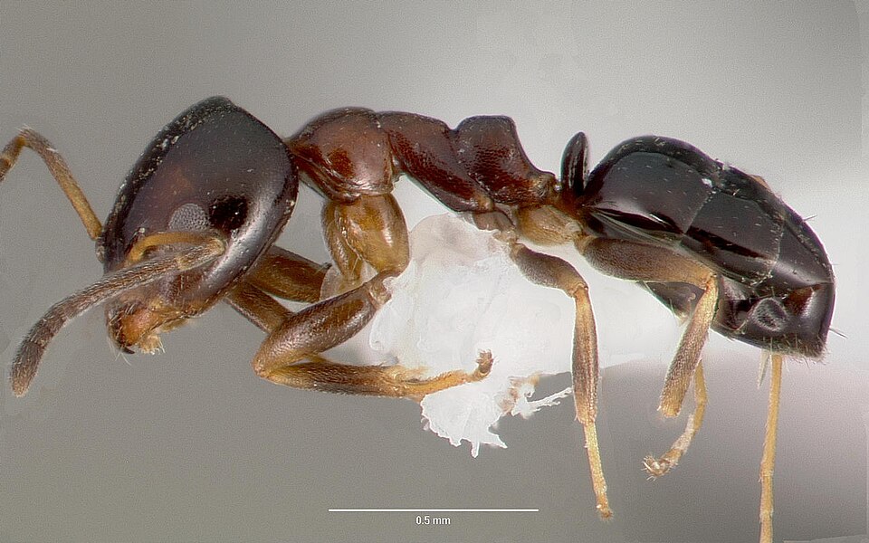 Photo of Copper-bellied ant