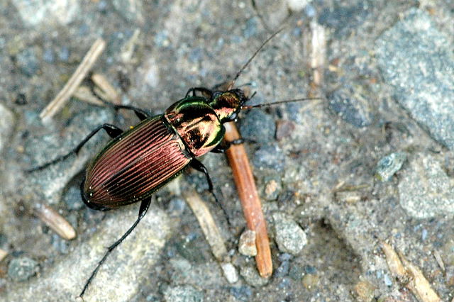 Photo of Copper greenclock beetle