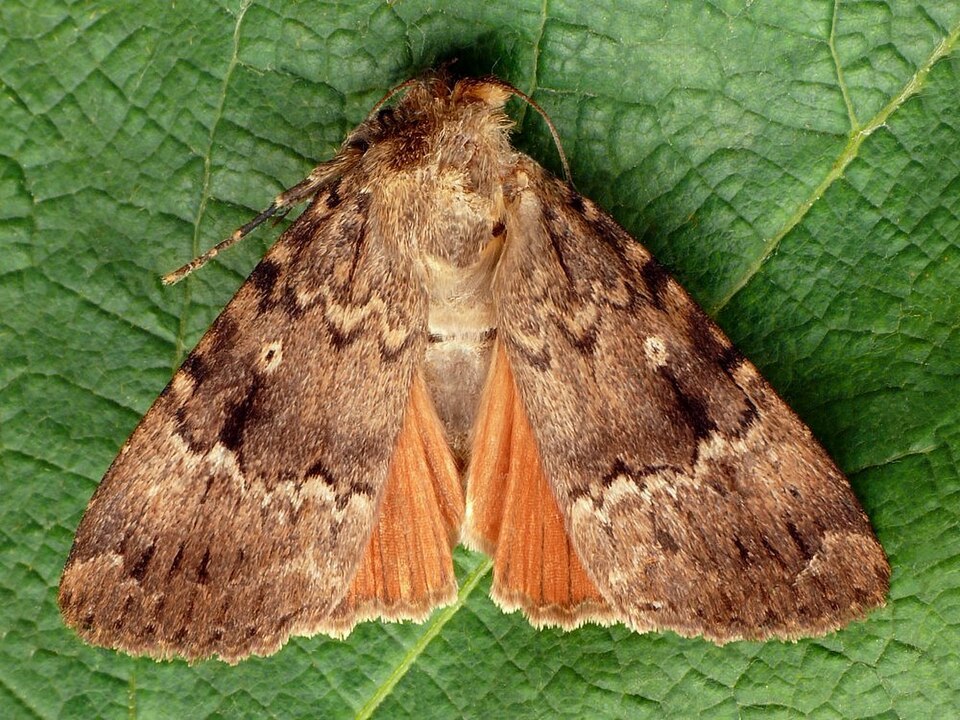 Photo of Copper underwing