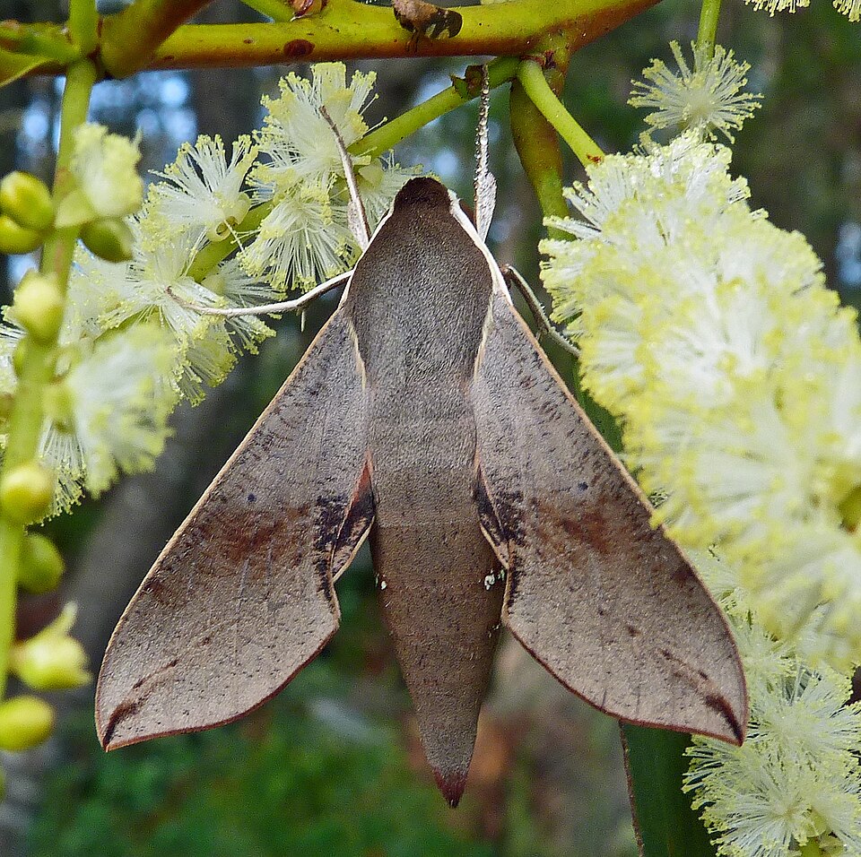 Photo of Coprosma hawk moth