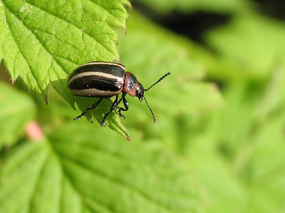 Photo of Coreopsis beetle