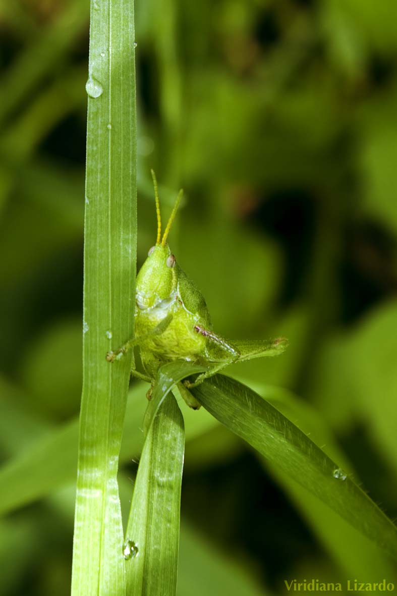 Photo of Cornfield grasshopper