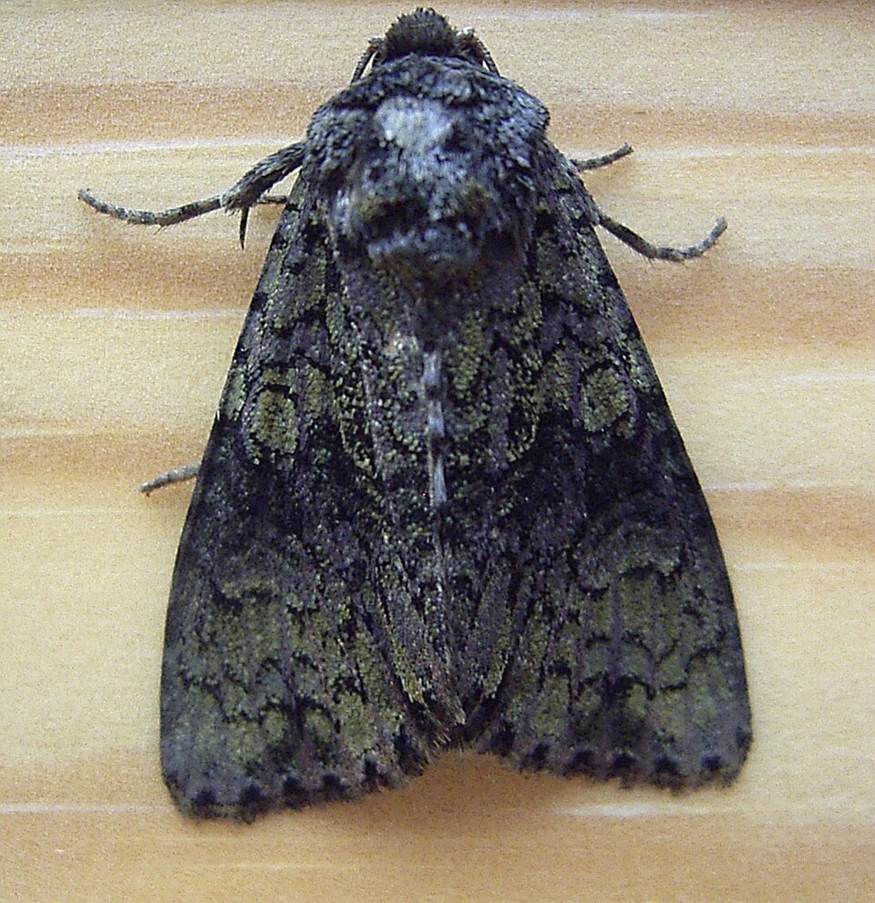Photo of Coronet