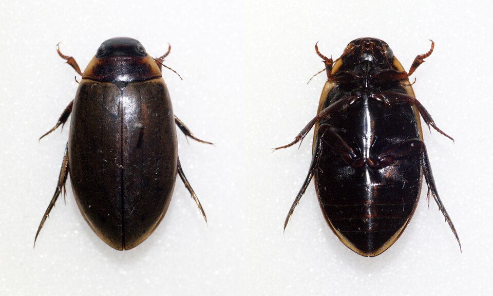 Photo of Cosmopolitan diving beetle