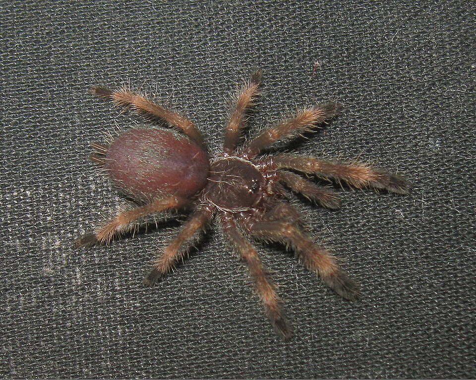 Photo of Costa Rican orangemouth tarantula