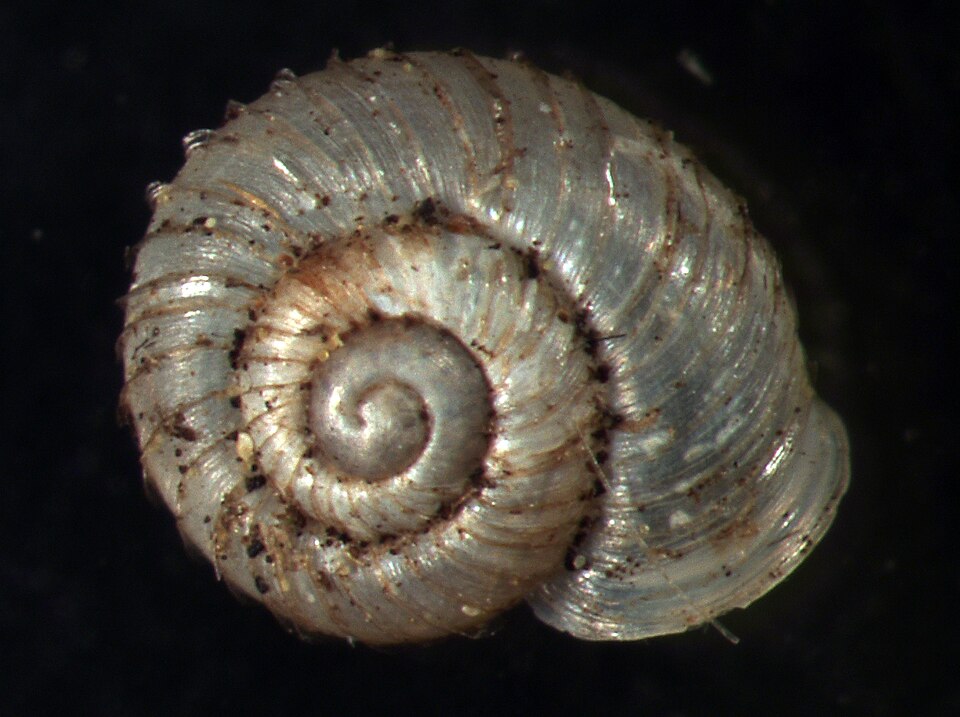Photo of Costate vallonia