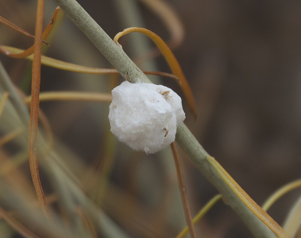 Photo of Cotton-gall tephritid