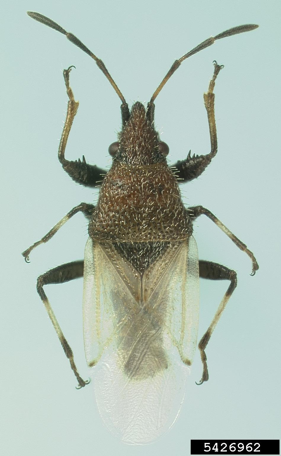 Photo of Cotton seed bug