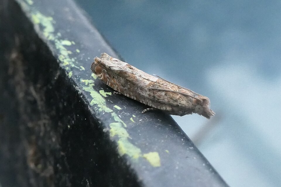 Photo of Cotton tipworm moth