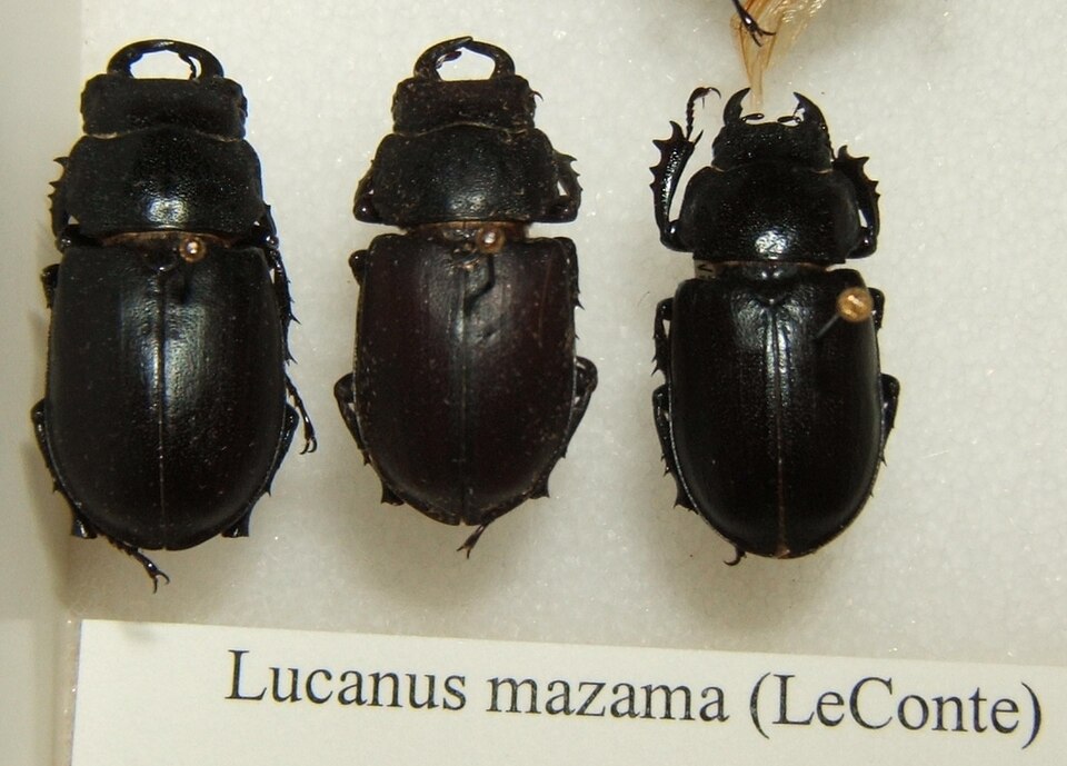 Photo of Cottonwood stag beetle