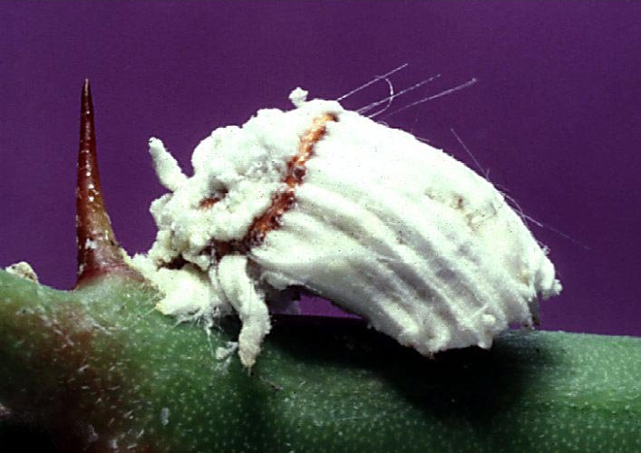 Photo of Cottony cushion scale