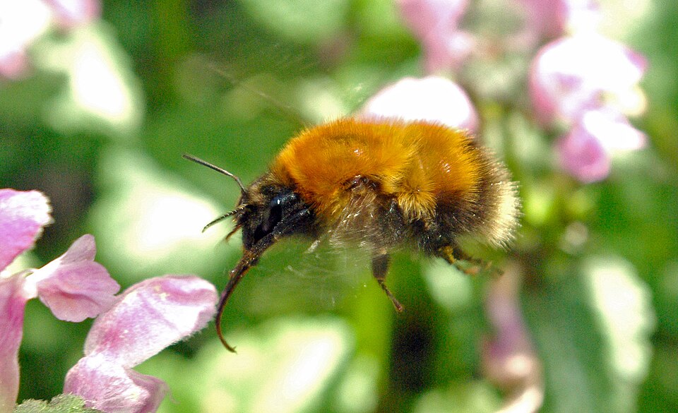 Photo of Cousinly bumble bee