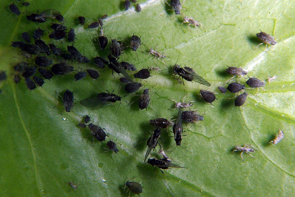 Photo of Cowpea aphid