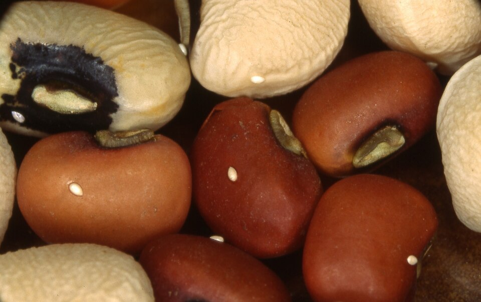 Photo of Cowpea weevil