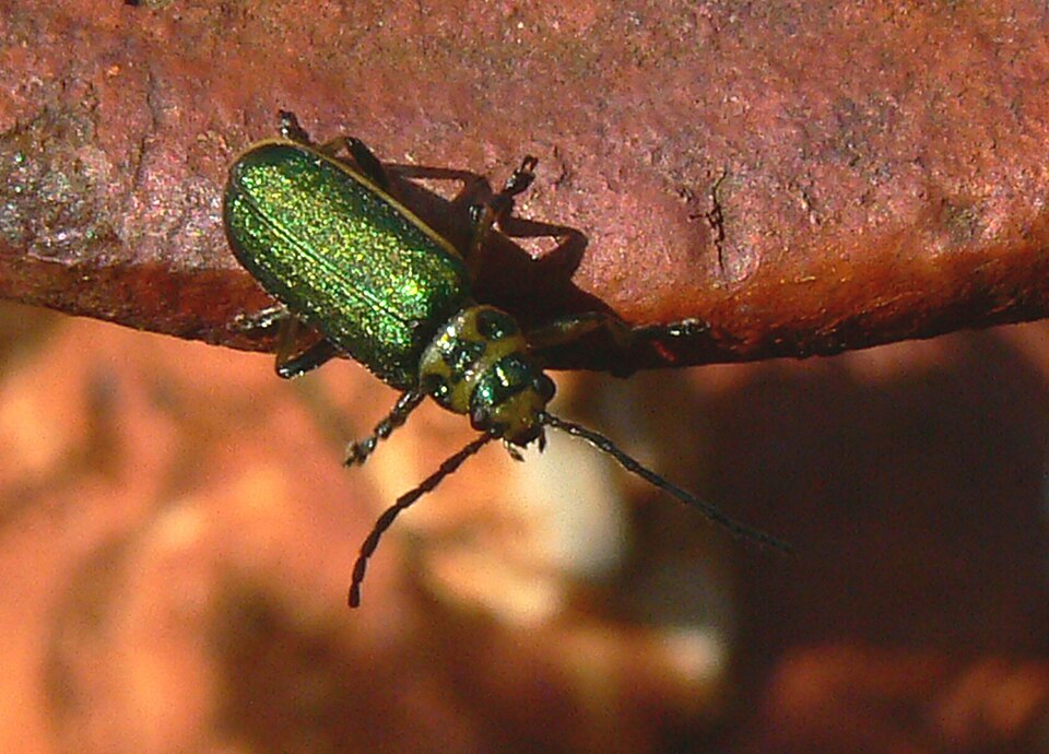 Photo of Coyote brush leaf beetle