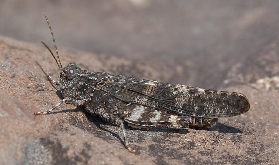 Photo of Crackling forest grasshopper