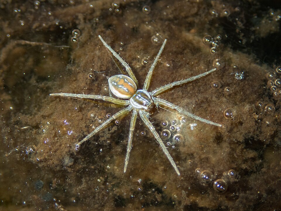 Photo of Crafty fishing spider