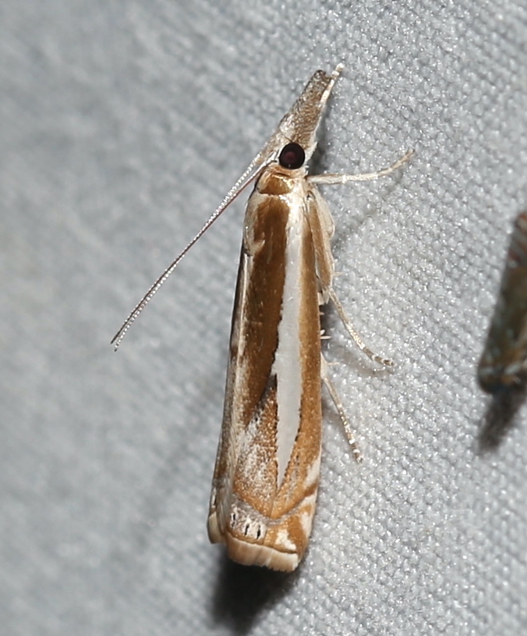 Photo of Common grass-veneer