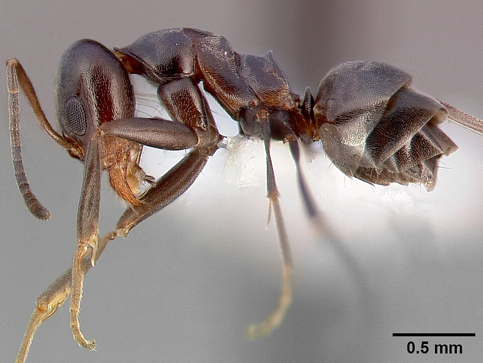 Photo of Crazy pyramid ant