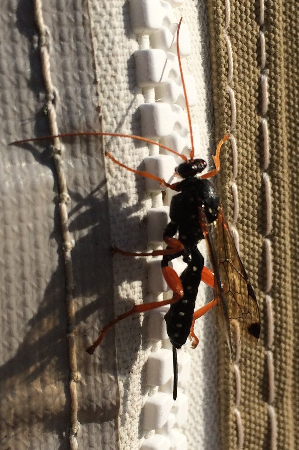 Photo of Cream-spotted ichneumon