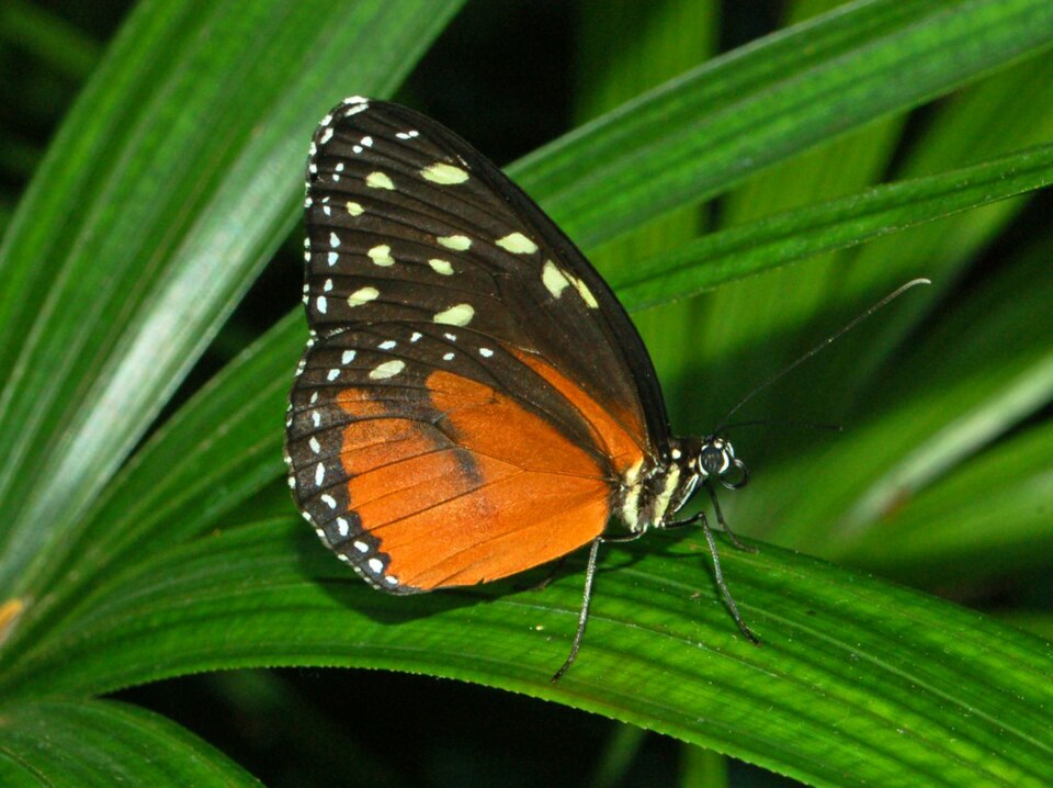 Photo of Cream-spotted tigerwing