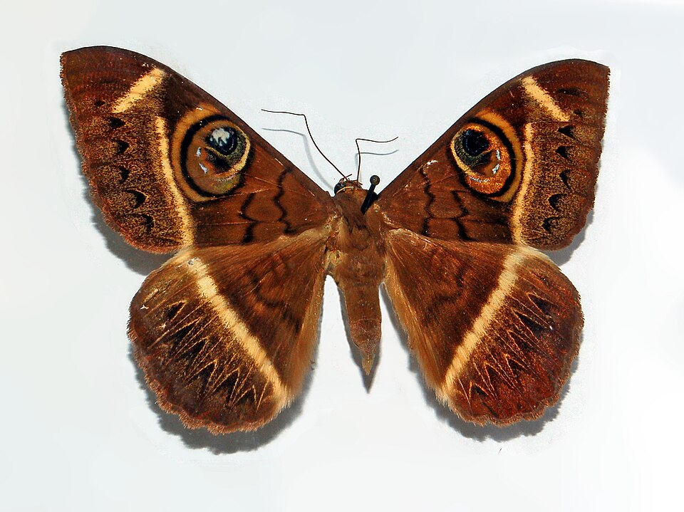 Photo of Creamstriped owl