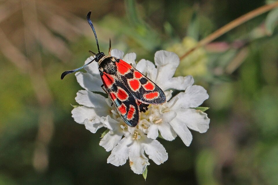 Photo of Crepuscular burnet